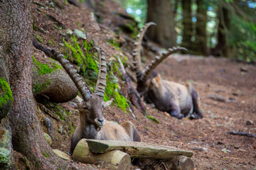Wild ibex goat in the French Alps in summer