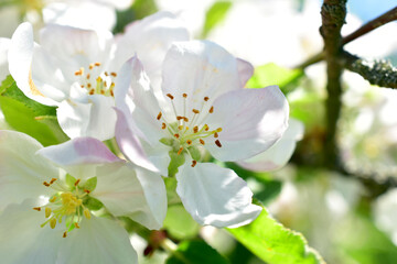 On a branch of an apple tree, in the spring, a white-pink flower of an apple tree blossomed.