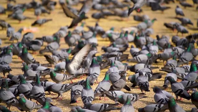 Slow motion shot of Group of Wild pigeons