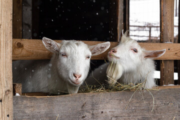 Obraz premium Two white goats of the Zaanen breed are eating hay in the barn. Home farm. Concept: village, agriculture, animal husbandry, lifestyle, home farm, eco-farm.