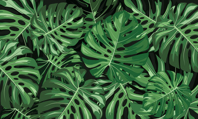 Monstera tropical plant houseplant design featuring large green leaves on a black background. vector illustration design. © Suwan