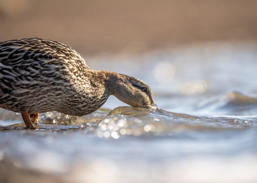 Mallard duck drinking from shore of lake as waves lap against the river bank.  Golden sunshine and close up of duck.