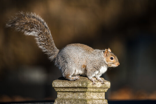 English grey squirrel well fed with fat stomach, eating lots of food over winter.  Fluffy in golden sunlight perched alone. Red head and grey body fur enjoying sunshine warmth.