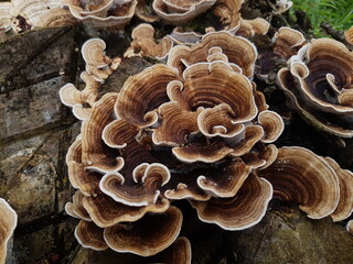 wild mushroom growing on a piece of wood