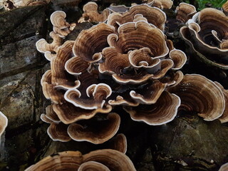 wild mushroom growing on a piece of wood