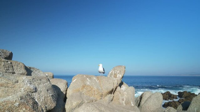 View of Monterey Coastline with Gull Standing on Rocks