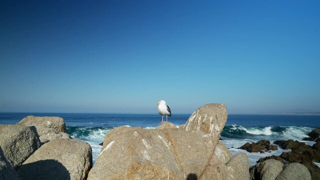 Gull on Rock in Monterey Coastline
