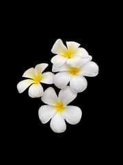 Fototapeta na wymiar white frangipani flower on black, natural flower concept,