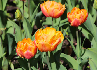 Close-up of group of beautiful orange tulips with selective focus on a natural blurry garden background