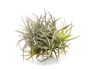 tillandsia in studio