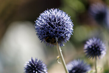 Blooming echinops bannaticus and bumblebee