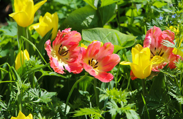 Obraz na płótnie Canvas Front top photo of two full blooming soft pink tulips (pistil stamens) among yellow tulips in the park, close-up