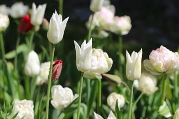 Spring floral background with a lot of white and tulip flowers, selective focus and large format