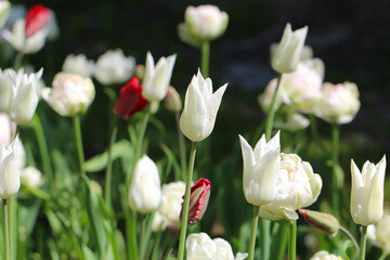 Group of colorful tulips. White and red flower tulip lit by sunlight. Soft selective focus, large format