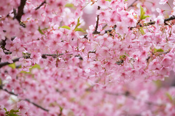 Fototapeta premium 一面のピンク 河津様