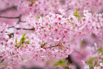 花びらクローズアップ　河津桜