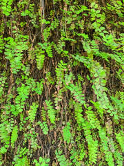 green moss on the wall texture background.