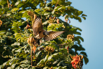 Fototapeta na wymiar Goa, India. Rosy Starling Birds Taking Off Branches Of Tree.Goa, India. Rosy Starling Birds Taking Off Branches Of Tree.