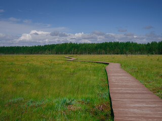 trip to central Russia, St. Petersburg, ecotrail Sestroretsky swamps. regenerative travel concept. wooden path through endless swamps