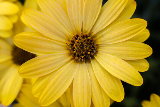 Yellow Cape Marguerite daisies ; overhead view ; closeup.