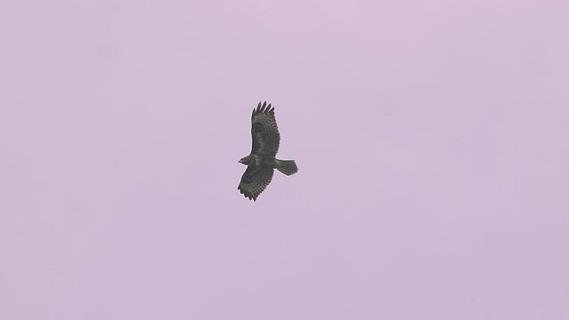 Raptor bird falcon eagle buzzard hawk flies high in sunset sky