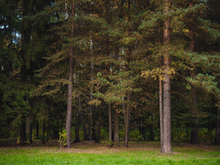 Obraz premium traditional forest of central Russia, summer sunset. Scenic forest of fresh green trees, beautiful park, summer landscape, birch grove, fir forest summer landscape