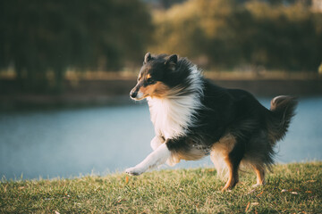 Tricolor Rough Collie, Funny Scottish Collie, Long-haired Collie, English Collie, Lassie Dog...