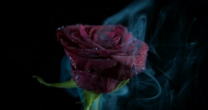 Dense smoke in flower. A nice red rose in deep white smoke in the dark.