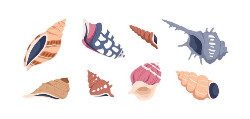 Mollusks sea shells set. Underwater molluscs. Marine seashells, scallops, spiral snails, conches and clams of different shape. Drawn vector illustration of shellfishes isolated on white background