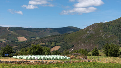 Green sheathed bales in nature
