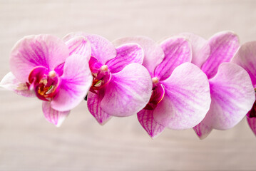 Fototapeta premium A branch of purple orchids on a white wooden background