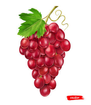 Red grape isolated on white. Realistic vector illustration of pink grape.