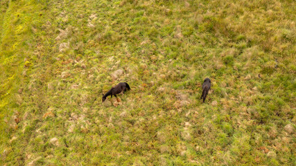 Two horses in the meadow, photographed with a drone, seen from above