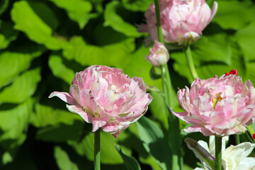a soft pink tulips on a blurry garden background