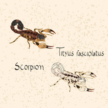 Scorpion (Tityus fasciolatus)