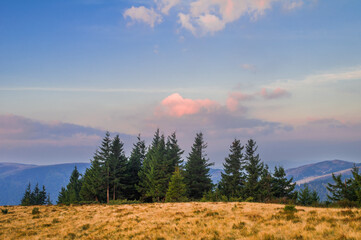 Naklejka na ściany i meble Beautiful summer mountain landscape with fir trees in the foreground and sky in sunset colors. Carpathians, Ukraine