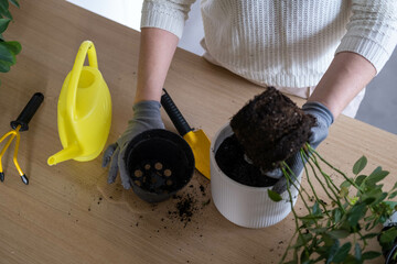 A woman's hands transplant a rose flower into another pot on the table, take care of plants and home flowers. Home gardening.