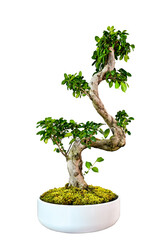 Bonsai isolated , tree 