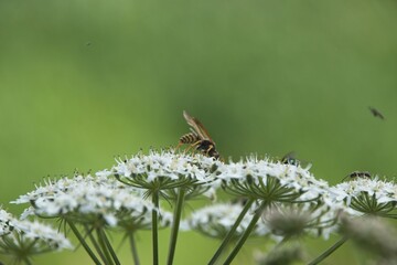 bee on a flower