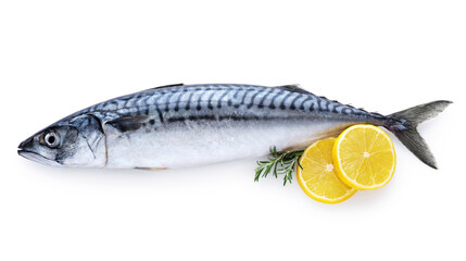 Mackerel fish with lemon and rosemary isolated on white background. Fresh seafood. With clipping path.