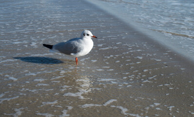 One little gull on beach in Europe