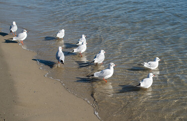 Many little gulls on beach in Europe