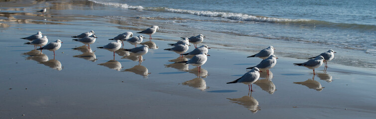 Many little gulls on beach in Europe