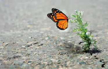 Fototapeta na wymiar Colorful monarch butterfly on green grass growing in a crack in the pavement. A crack in the asphalt. Grass wormwood growing in a crack on the road. Copy space