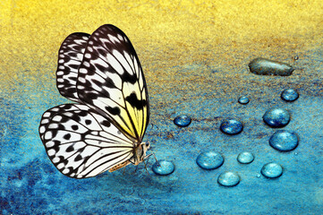 Fototapeta na wymiar butterfly on dew drops. gold and blue background. watercolor paper painted in blue and gold paint. bright tropical butterfly on a blue and gold background. idea leuconoe. rice paper butterfly. 