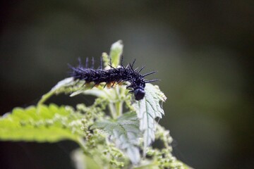 caterpillar on a leaf