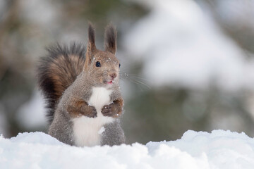 雪の中のエゾリス