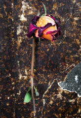 dry rose on an old vintage background. top view