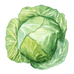 Fototapeta premium Watercolor green cabbage isolated on white background