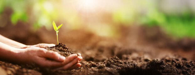 Human hands taking care of a seedling in the soil - obrazy, fototapety, plakaty